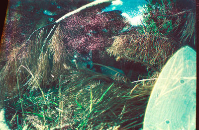 Close-up of multi colored grass