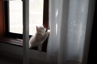 A little cream-coloured siberian fluffy kitten is playing with a curtain sitting on the window sill