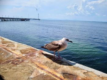 Seagull perching on a sea