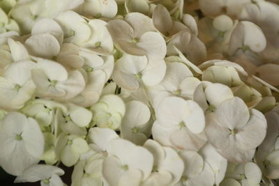 Full frame shot of white roses