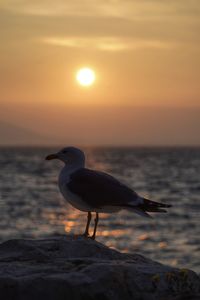 Seagull on beach at sunset