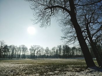 Bare trees on field against sky