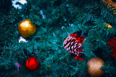 Close-up of christmas tree