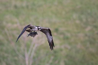 Osprey with prey flying against trees