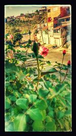 Plants by flowers against sky