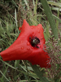 Close-up of butterfly on flower