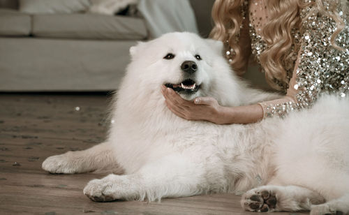 Dog lying down on floor at home