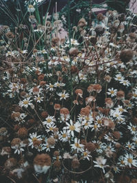 High angle view of flowering plants on field