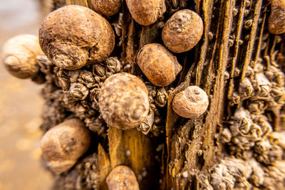 Close-up of mushrooms