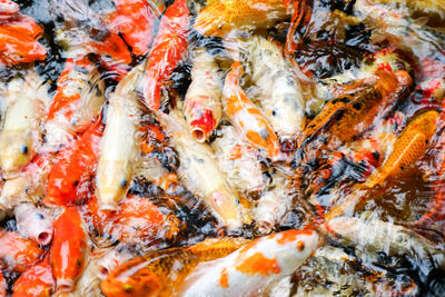 High angle view of koi carps swimming in lake