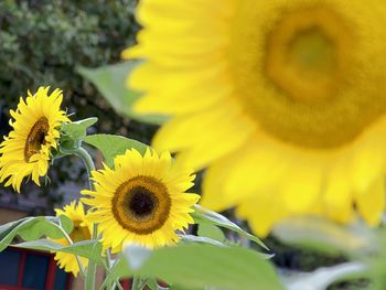 Close-up of sunflower