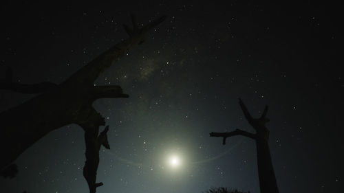 Low angle view of silhouette tree against sky at night