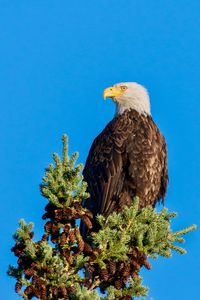 Low angle view of eagle against clear sky