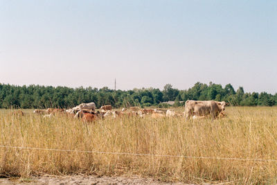Cattle in a field