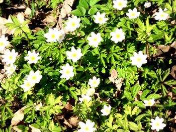 High angle view of flowers blooming outdoors