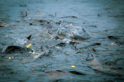 High angle view of fish on beach