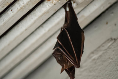 High angle view of leaf hanging on metal wall