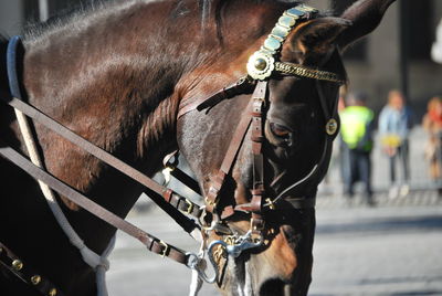 Close-up of horse