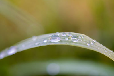 Close-up of water drops on leaf