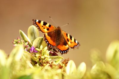Close-up of butterfly
