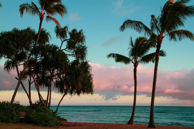 Palm trees on beach against sky