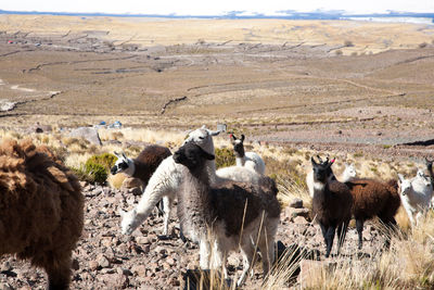 Goats on field