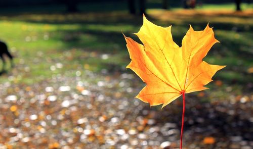 Close-up of maple leaf on tree during autumn