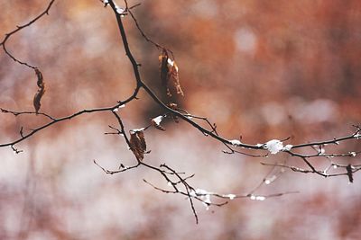 Close-up of bare branches