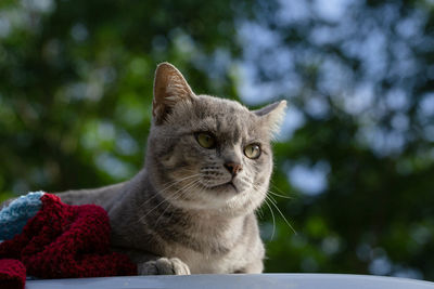 Close-up portrait of a cat looking away