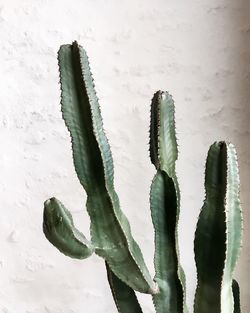 Close-up of cactus