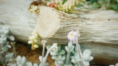 Close-up of white flowering plant