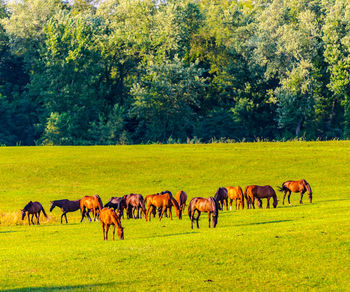 Horses, equus ferus caballus, brightly lit by a setting sun, graze in a pasture in northern indiana