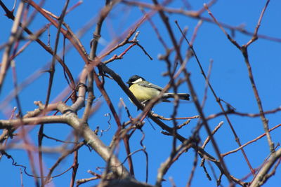 Low angle view of bird perching on branch against sky