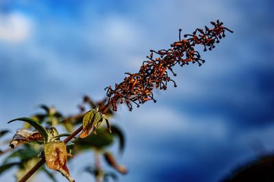 Low angle view of plant against sky