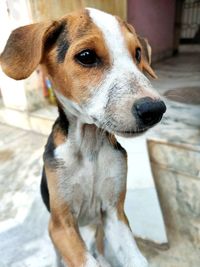 Close-up of dog looking away