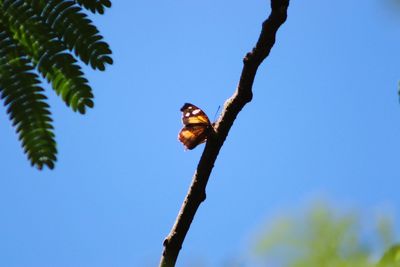 Low angle view of bird perching on branch against sky