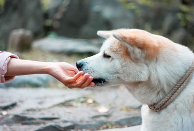 Close-up of a dog