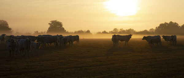 Horses in a field