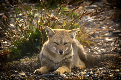 Fox of the chilean patagonia 