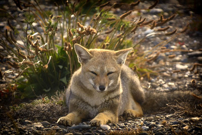 Portrait of lion sitting on field