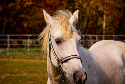Portrait of horse on field