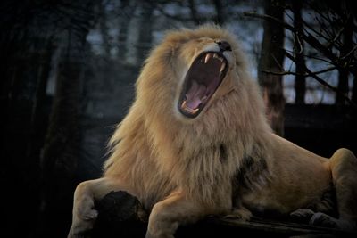 Lion roaring while relaxing on log