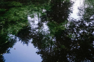 High angle view of trees by lake in forest