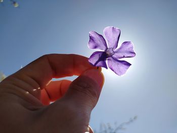 Close-up of hand holding purple flowering plant