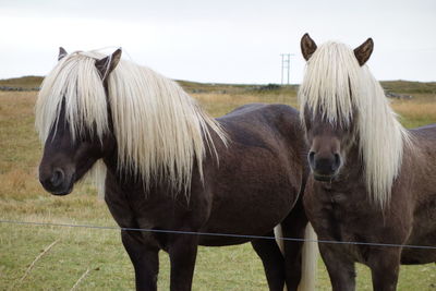 Horses standing in ranch