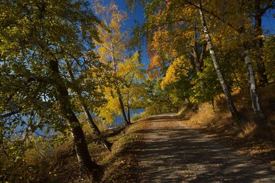 Road amidst trees in forest