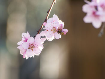 Close-up of pink flowers on tree