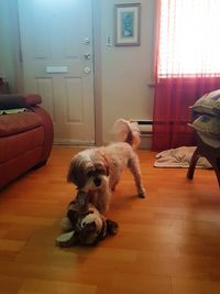 Portrait of a dog on floor at home