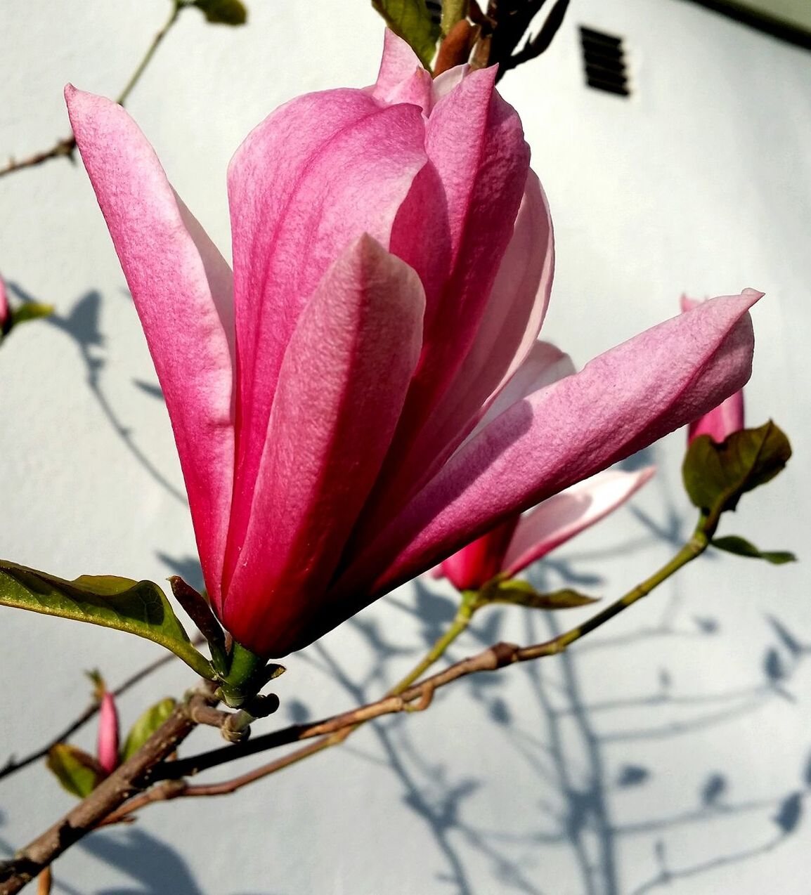 Tree flowers