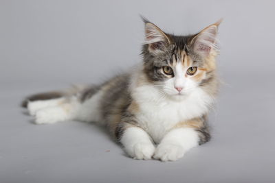 Portrait of cat resting on gray background